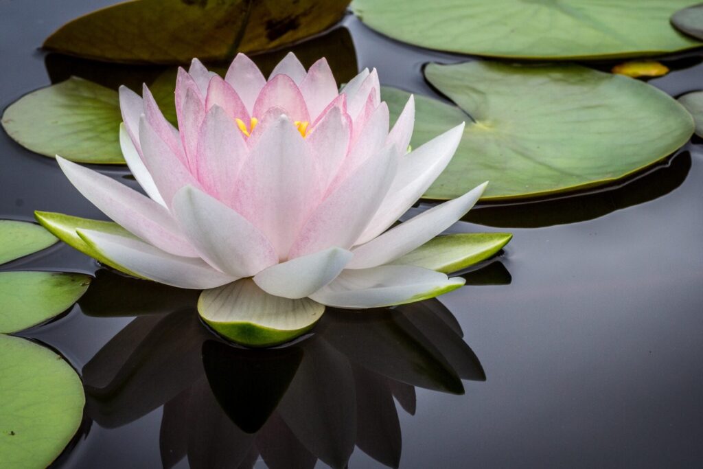 Quelle fleur symbolise la spiritualité ?