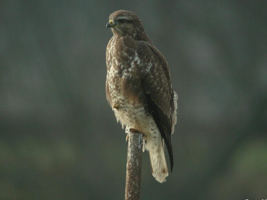 Quels sont les rapaces en Normandie ?