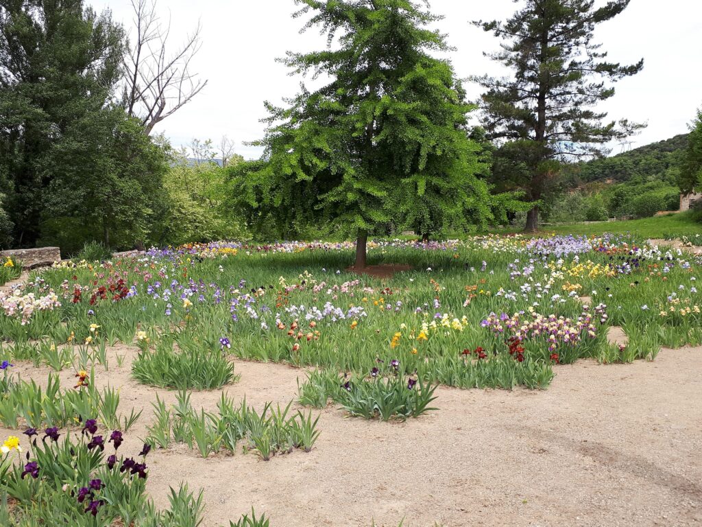 L’iris Saint-Michel de Cuxa : origine et particularités de cette fleur