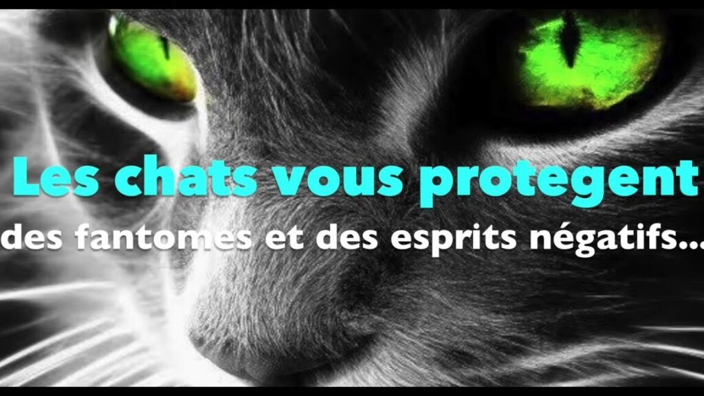 Est-ce que les chats éloignent les esprits ?